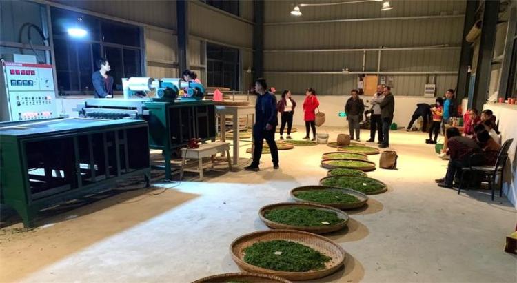 汪洋村：茶叶扶贫车间能“吃”茶草又生“分红”
