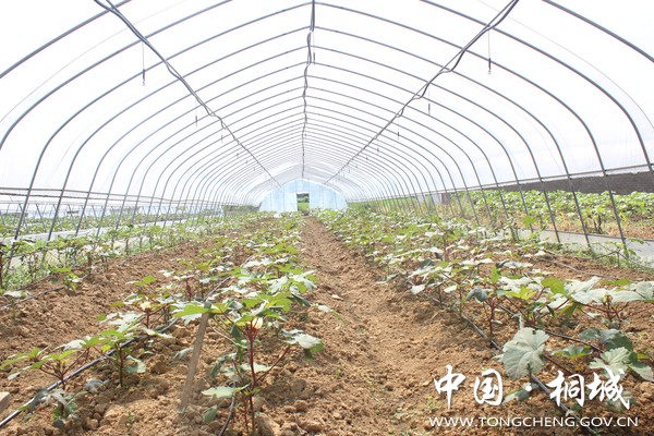 产业扶贫——打造秋葵产业基地和葛湾村集体茶园