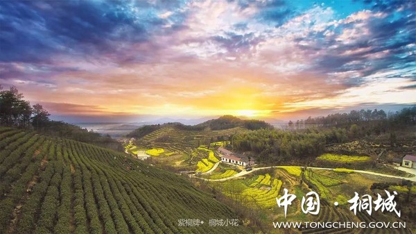 1葛湾村集体茶园.jpg