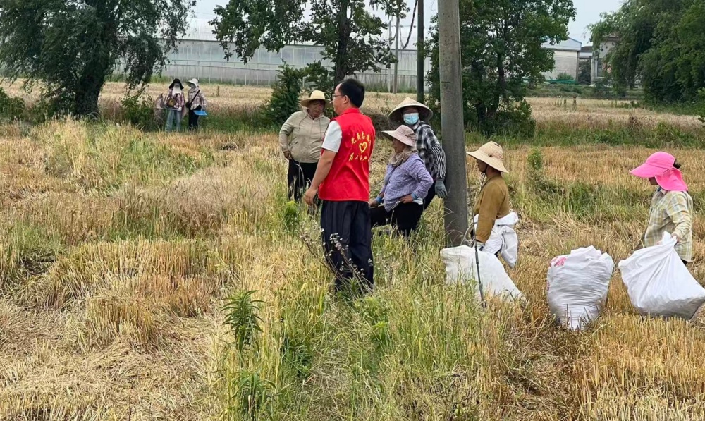 图为志愿者田间值守,引导村民有序收粮_副本.jpg
