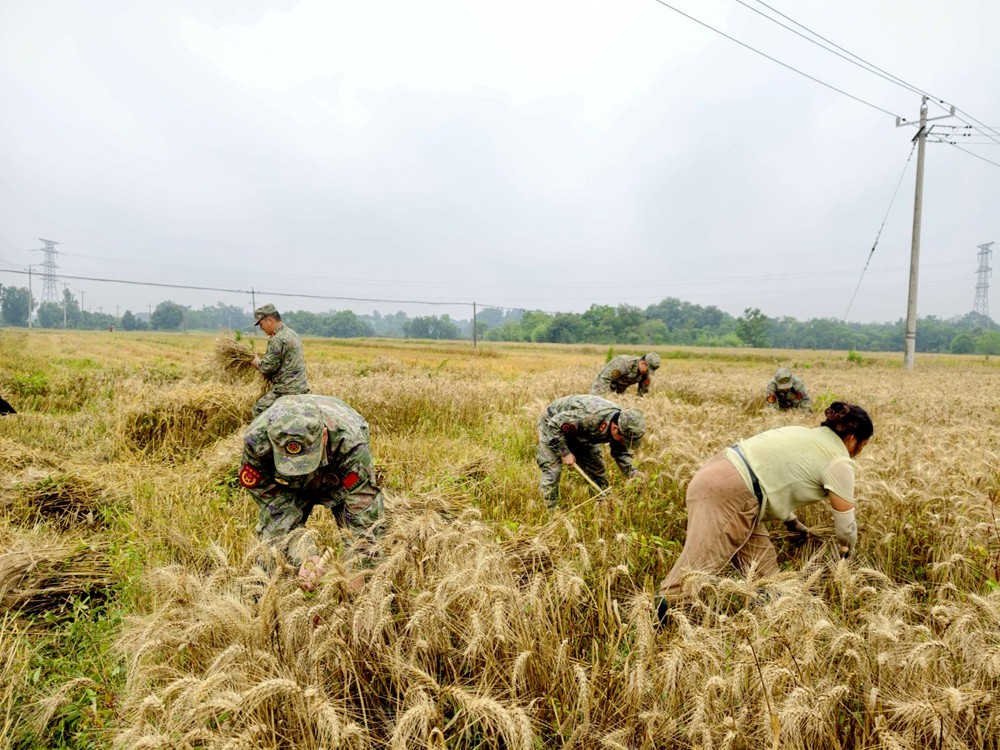 图为民兵冒雨助农抢收夏粮（2）_副本.jpg
